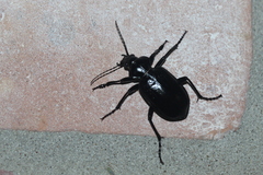 Calosoma peregrinator