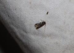 Tineidae clade b