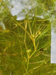 Potamogeton foliosus