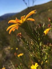 Osteospermum glabrum