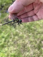 Somatochlora alpestris