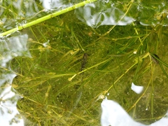 Potamogeton foliosus