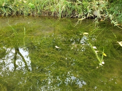 Potamogeton foliosus