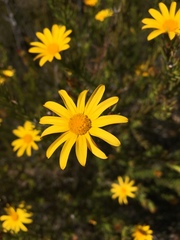 Osteospermum glabrum