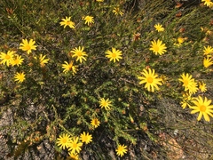 Osteospermum glabrum