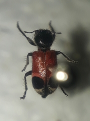 Enoclerus opifex