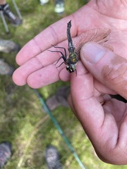 Somatochlora alpestris