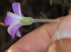 Oxalis truncatula