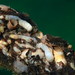 Great Shipworm - Photo (c) George Manavopoulos, some rights reserved (CC BY-NC)