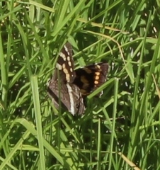 Aeropetes tulbaghia