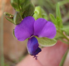 Polygala rehmannii