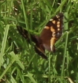 Aeropetes tulbaghia
