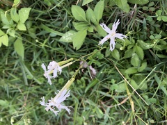 Silene fissipetala