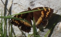 Aeropetes tulbaghia