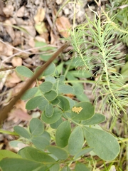 Coronilla coronata