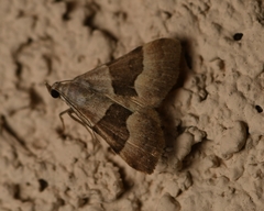 Hemeroplanis incusalis