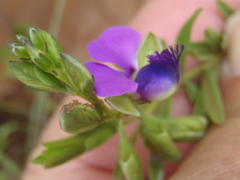Polygala rehmannii