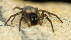 Amaurobioides