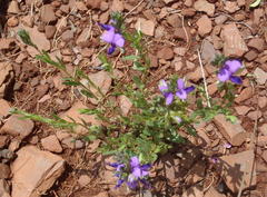 Polygala rehmannii