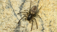 Amaurobioides