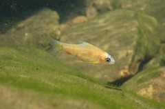 Barbodes semifasciolatus