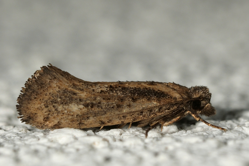 Rhodobates unicolor
