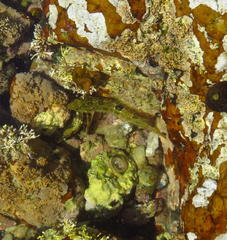 Clinus superciliosus