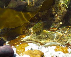 Clinus superciliosus