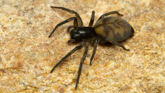 Amaurobioides