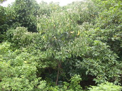 Justicia adhatodoides