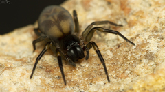 Amaurobioides