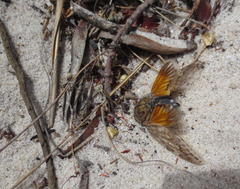 Platypleura capensis