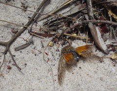 Platypleura capensis