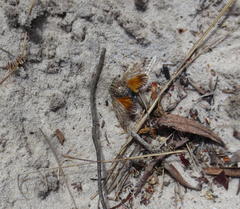 Platypleura capensis