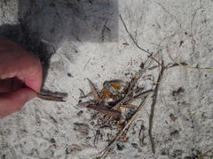 Platypleura capensis