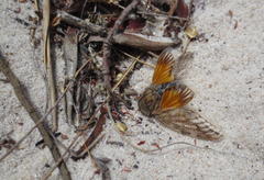 Platypleura capensis