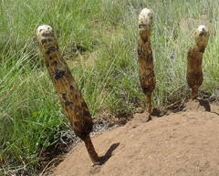 Podaxis pistillaris image