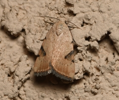 Micrathetis costiplaga