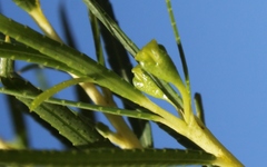 Empleurum unicapsulare