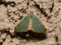 Numia bicoloraria