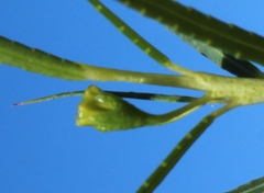 Empleurum unicapsulare