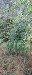 Cotoneaster dielsianus