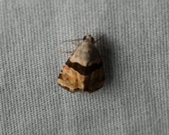Cobubatha lixiva