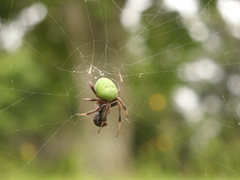 Araneus apricus