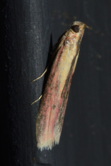 Oncocera semirubella