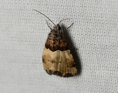 Cobubatha dividua