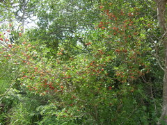 Ochna inermis