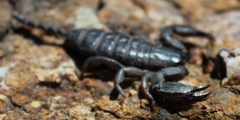 Opisthacanthus capensis