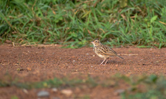 Mirafra erythroptera