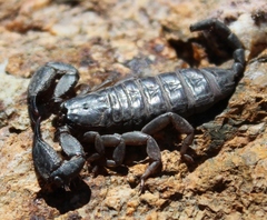 Opisthacanthus capensis